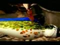 Corning Museum of Glass (Go Fish) - www.notionpics.com