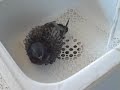 Pigeon having a bath - piccione che fa il bagno Pigeon having a bath - piccione che fa il bagno
