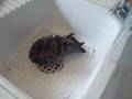 Pigeon having a bath  piccione che fa il bagno