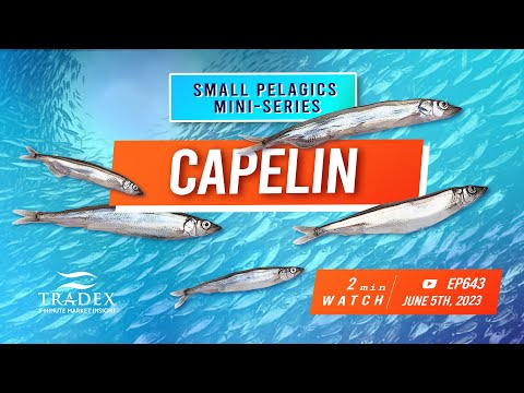 3MMI - Capelin: Nutrient-Rich Small Pelagic, Icelandic Quota Slashed, Rock Steady Pricing