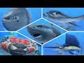 How To Catch ALL Fish & Shark In Nintendo Labo Fishing!