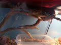 snake room and my frog eating