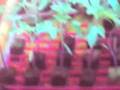 HIDROPONIA UNSA BIOLOGIA (7/44)2007