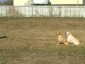 Training a Golden Retriever