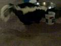 videos de ARCHIE THE SKUNK