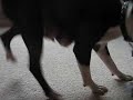 Boston Terrier Babies Part Six Boston Terrier Babies Part Six
