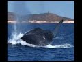 Western Australia Exmouth Ningaloo Reef Western Australia Exmouth Ningaloo Reef