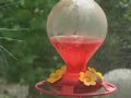 Anole Alley S2-E22, Paradise Lost? Part 1. Anole Alley S2-E22, Paradise Lost? Part 1.