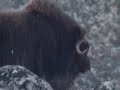 Musk ox