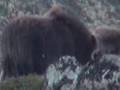 Musk ox
