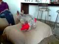 videos de cachorro do mestrinho