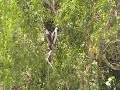 krokodil vissen adelaide river australie