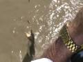 krokodil vissen adelaide river australie