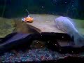 Micro submarine in 200 galon tank with fishes Micro submarine in 200 galon tank with fishes