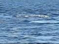 Whale watching off Mooloolaba, Australia