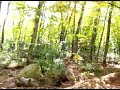 A Walk in the Woods