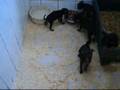 Pinscher