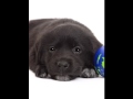 MI PERRITO ROCKY CANTA DEJA DE ESCONDERTE