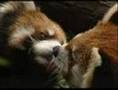 ちゅっちゅしてるレッサーパンダちゃん