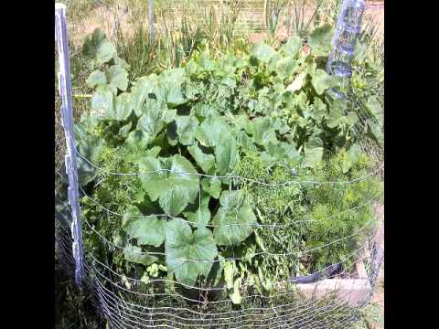 how to transplant spaghetti squash