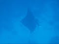 Great Barrier Reef Manta Rays Great Barrier Reef Manta Rays