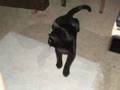 Bagheera