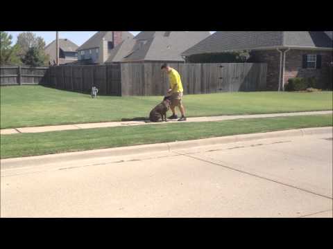 Stella – Chocolate Lab – Tulsa Oklahoma Dog Training