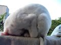 Muslim Cat Praying on the balcony