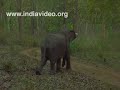wild elephant charges  wildlife nature Tholppetty Muthanga Wayanad  Kerala India