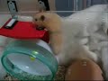 escape attempt escape attempt