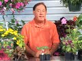 Growing Vegetables : Growing Okra