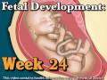 Fetal Development Week 24 (Pregnancy Health Guru)