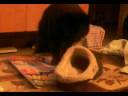 mon chat amoureux de mon chausson