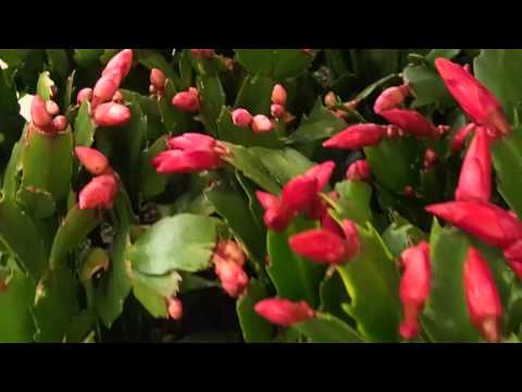 how to care for zygocactus