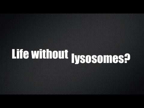 Lysosome Song P6