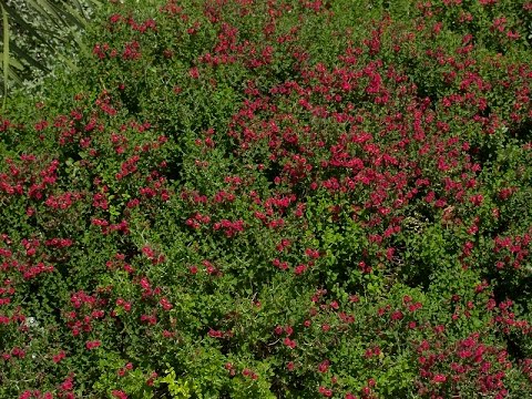 how to fertilize texas sage