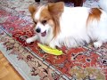 dog crazy for lettuce dog crazy for lettuce