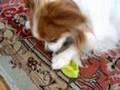 Papillon video