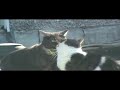 Cat Fight: Hitler Cat versus Russian Bear