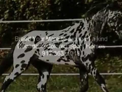 Appaloosa+friesian+cross