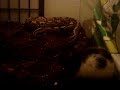 Burmese Python: Damian Vs. Mr.Rat