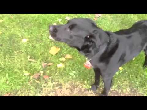 Black Labs Howls to Sirens