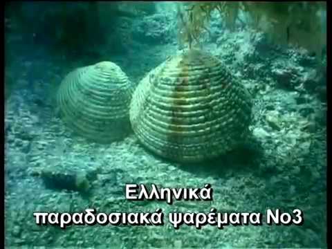 OΣΤΡΑΚΑ-SHELLS ΕΛΛΗΝΙΚΑ ΠΑΡΑΔΟΣΙΑΚΑ ΨΑΡΕΜΑΤΑ Νο3