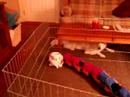 Oliver,Charlie & Jackie Big Bunny Hops!   79