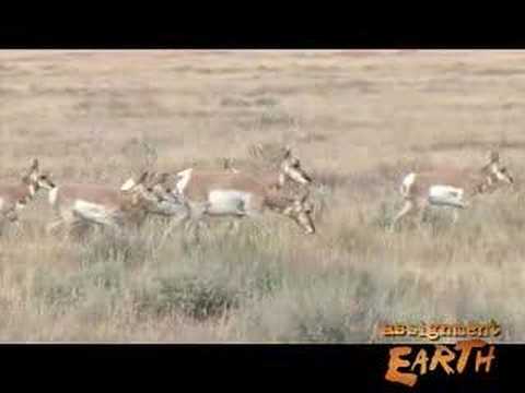Saving Sagebrush