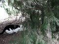 Cat Hunts Baby Ducks Cat Hunts Baby Ducks