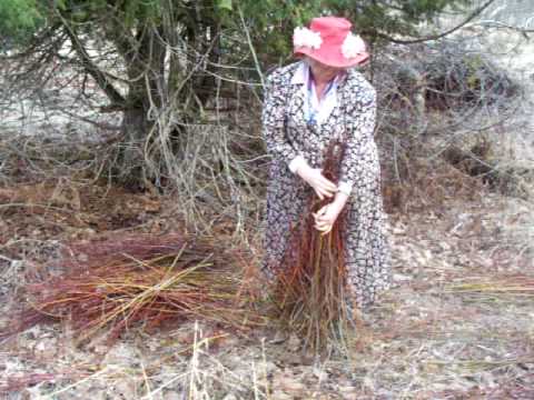 how to harvest willow