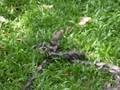 Watch 'YouTube - KILLER Python SNAKE EATS Nextdoors CAT in Garden'