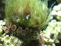 amphipod nest