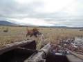 videos de Slowest Hunting Retriever
